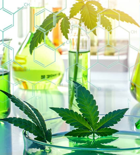 Understanding Cannabinoids: Health Benefits and How They Work